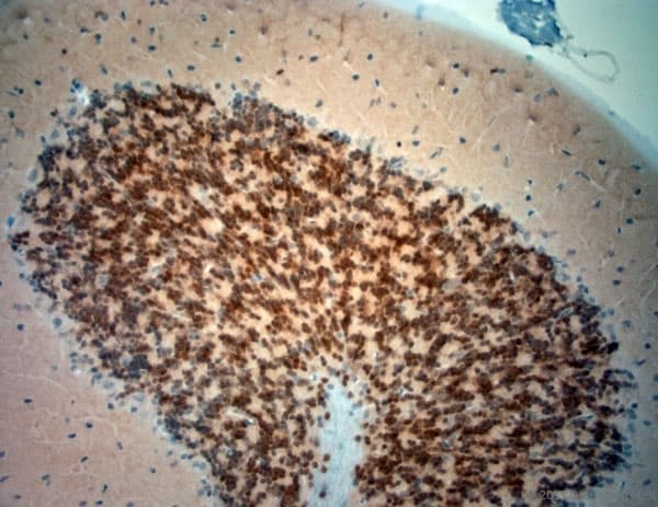 Polyclonal Rabbit anti-Human NeuN Antibody (aa80-130, IHC, WB)