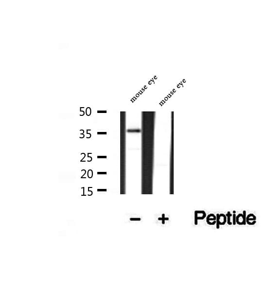 PRPH2 Antibody