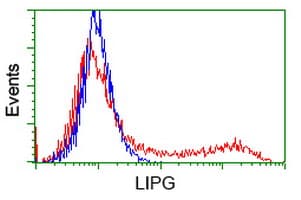 Monoclonal Mouse anti-Human LIPG / Endothelial Lipase Antibody (clone OTI6B9, WB)