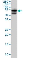 AKAP10 Antibody (clone 8C10)