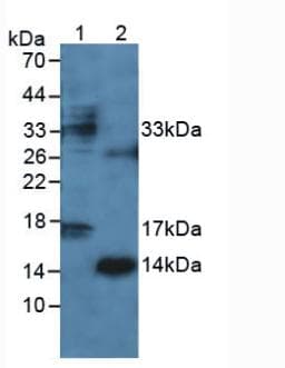 IFN Gamma / Interferon Gamma Antibody (aa23-156, APC)