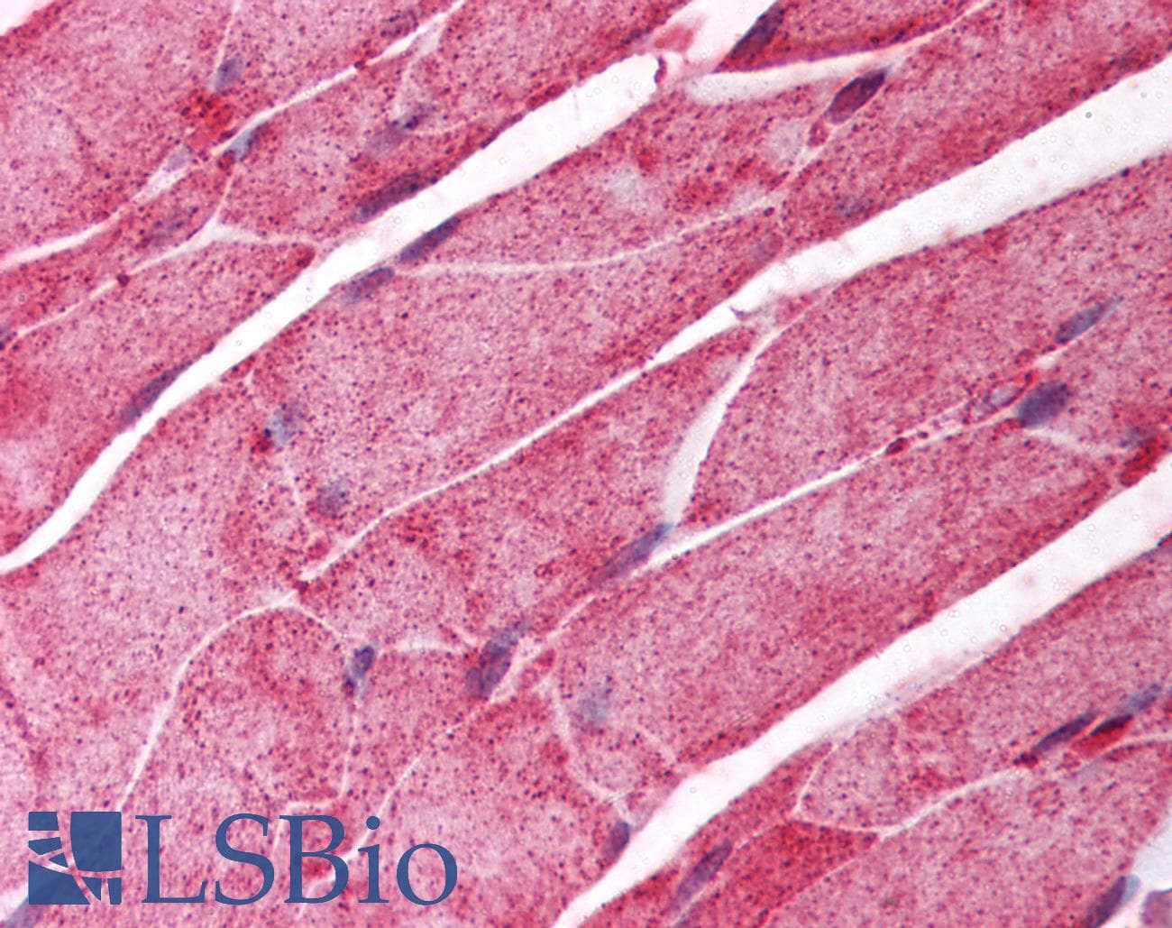 IHC-plus™ CSRNP1 / AXUD1 Antibody