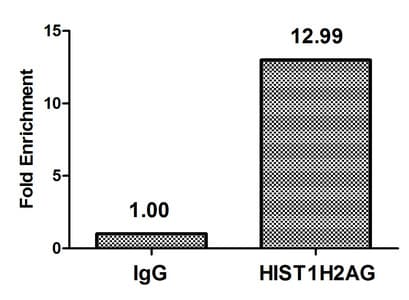 HIST1H2AI Antibody