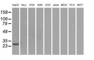 HSD17B10 / HADH2 Antibody (clone OTI10B4)