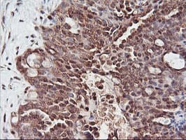 PSMA4 Antibody (clone OTI4B8, Carrier-free)