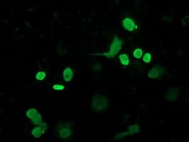 FLYWCH2 Antibody (clone OTI3G3, Carrier-free)