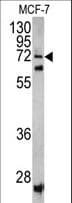 SCFD1 / SLY1 Antibody (aa543-572)