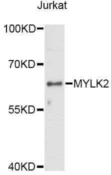 MYLK2 Antibody
