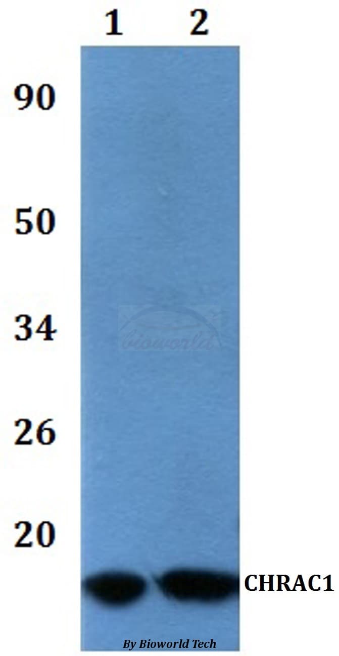 CHRAC1 Antibody
