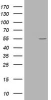 Vimentin Antibody (aa210-466, clone OTI5B9)