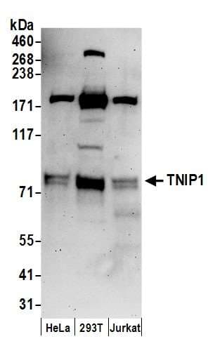 TNIP1 Antibody (aa586-636)