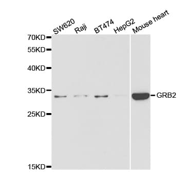 GRB2 Antibody