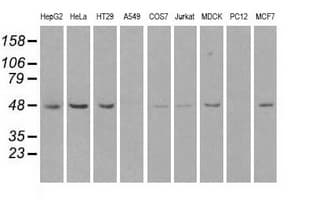 LEMD3 / MAN1 Antibody (clone OTI6C10, Carrier-free)