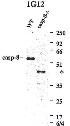 Monoclonal Rat anti-Mouse CASP8 / Caspase 8 Antibody (clone 1G12, WB)