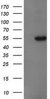 GBA3 / CBG Antibody (aa1-150, clone OTI1C7, Carrier-free)