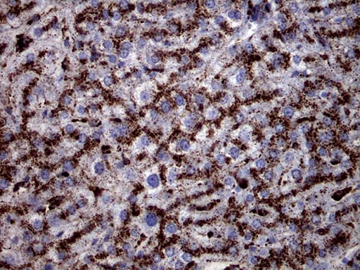 Monoclonal Mouse anti-Human CTSL / Cathepsin L Antibody (clone OTI2H2, Carrier-free, IHC, WB)