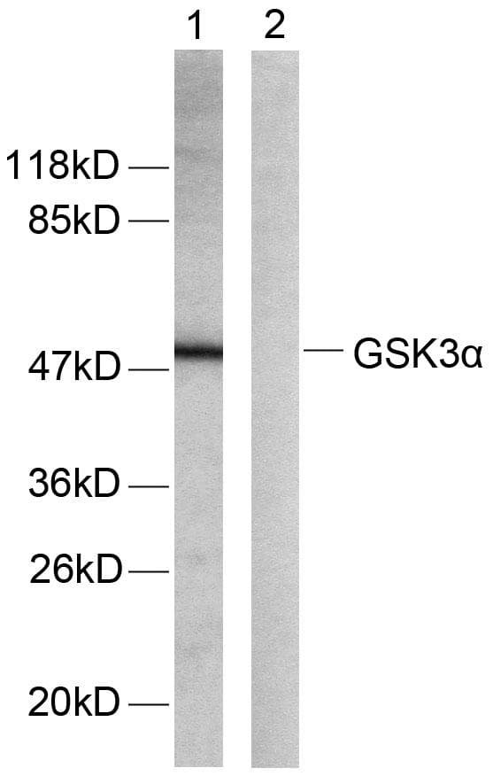 Polyclonal Rabbit anti-Human GSK3A / GSK3 Alpha Antibody (p21, IHC, WB)