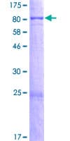 Human ERCC6L2 Protein (Recombinant GST)