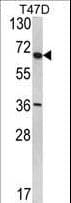 IHC-plus™ Polyclonal Rabbit anti-Human SYVN1 / HRD1 Antibody (aa586-617, IHC, IF, WB)