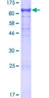 Human MAG Protein (Recombinant GST)