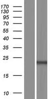 Human C9orf47 Protein (Over-Expression Lysate Myc-DDK (Flag))