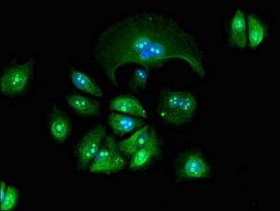 GZMM / Granzyme M Antibody
