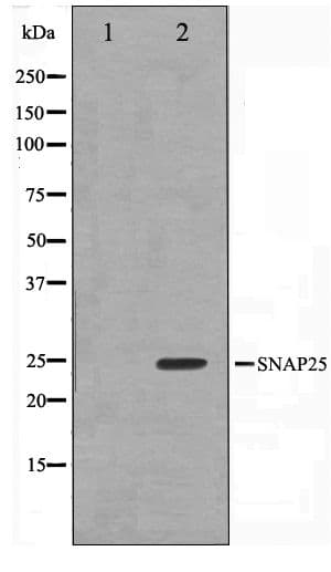 SNAP25 Antibody