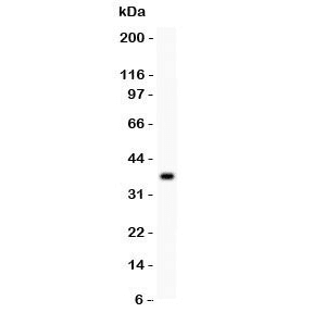 CD86 Antibody