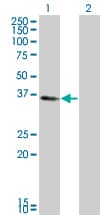 Monoclonal Mouse anti-Human KLF6 Antibody (clone 1A9, WB)