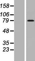 ARMCX2 Protein (Over-Expression Lysate Myc-DDK (Flag))