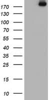 USP9X / FAM Antibody (clone OTI2G7)
