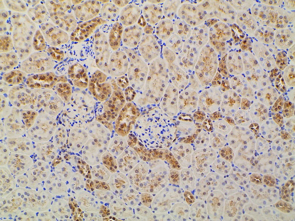 EFNB2 / Ephrin B2 Antibody