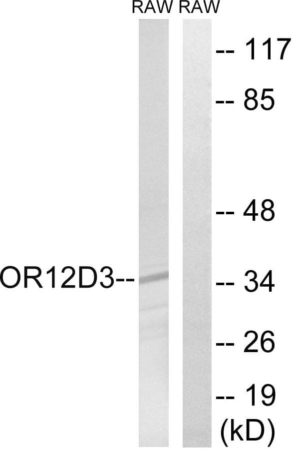 Polyclonal Rabbit anti-Human OR12D3 Antibody (WB)