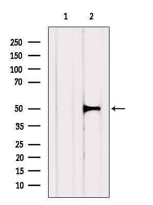 MMP24 Antibody