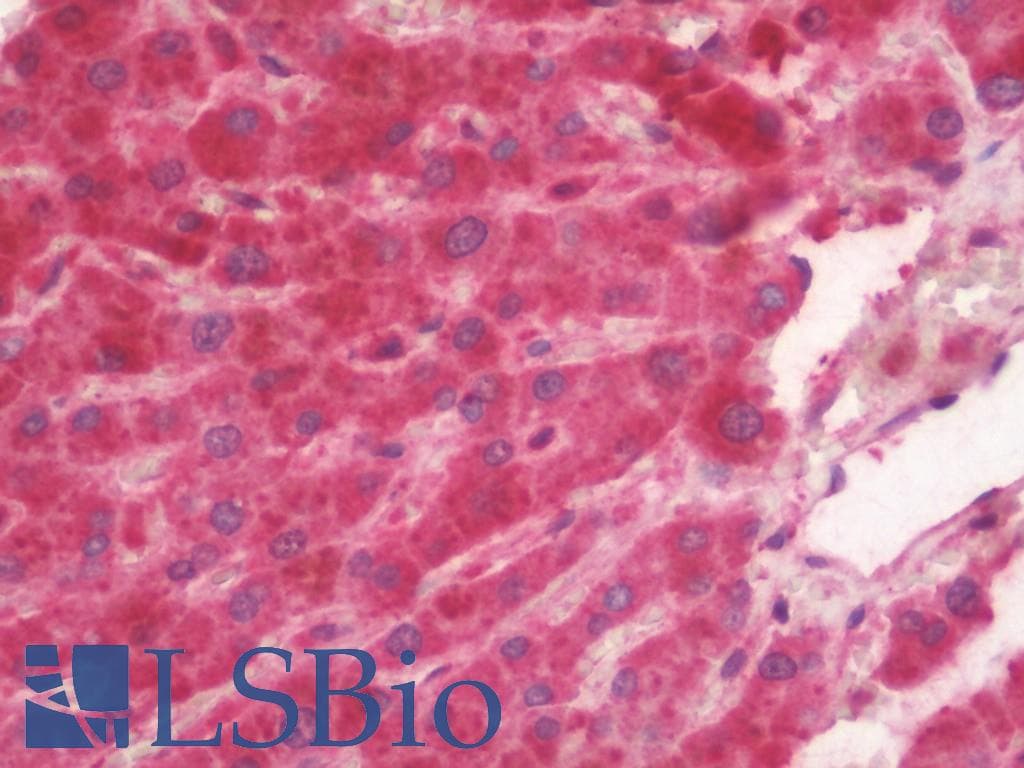 COXG / COX6B1 Antibody (FITC)