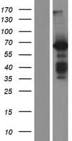 BAIAP2 / IRSP53 Protein (Over-Expression Lysate Myc-DDK (Flag))