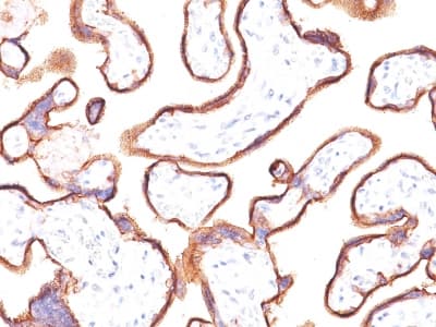 PLAP / Alkaline Phosphatase Antibody (clone ALPP/2889R, Azide-free, Carrier-free)