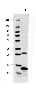 Polyclonal Rabbit anti-Rat IL17A Antibody (WB)