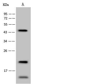 Polyclonal Rabbit anti-Human GSTA3 Antibody (Preservative Free, WB)