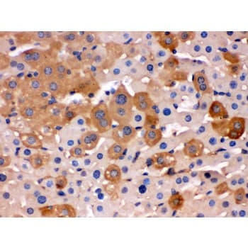 TF / Transferrin Antibody (aa20-49)