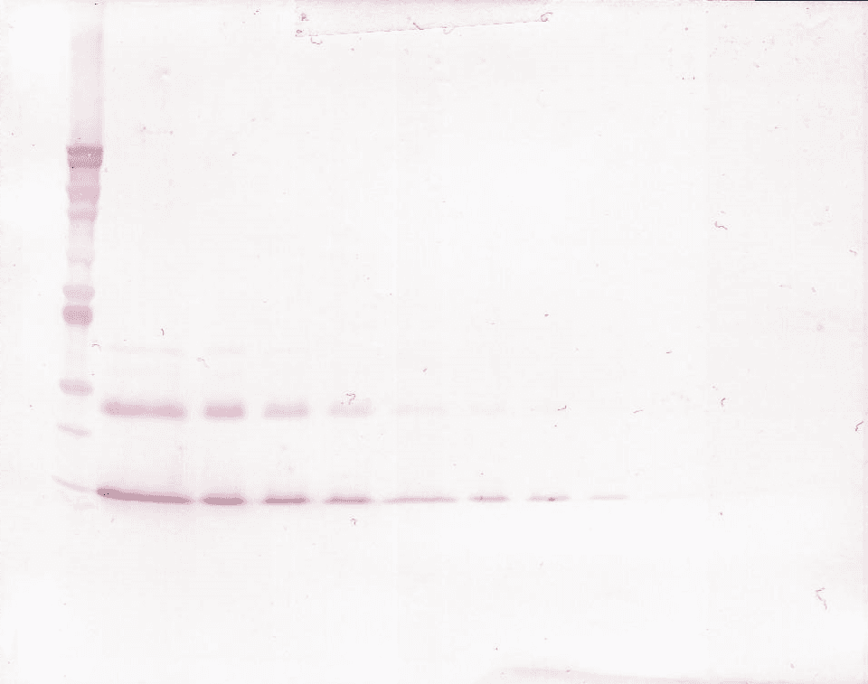 IL9 Antibody