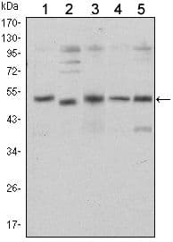 SMAD5 Antibody (clone 3H9)