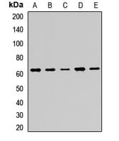 PINK1 Antibody
