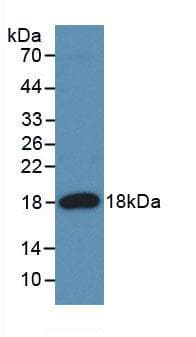 Angiogenin / ANG Antibody (aa24-148, Cy3)