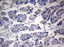 PARN Antibody (aa1-266, clone OTI4D12)