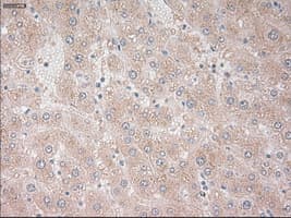 Prominin 2 / PROM2 Antibody (clone OTI13A9)