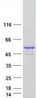 Human NXN Protein (Recombinant Myc-DDK (Flag))