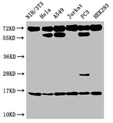 HIST1H3A Antibody