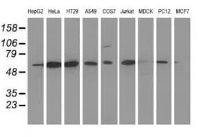 CD80 Antibody (clone OTI7H3)