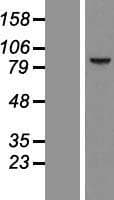 CCDC54 Protein (Over-Expression Lysate Myc-DDK (Flag))
